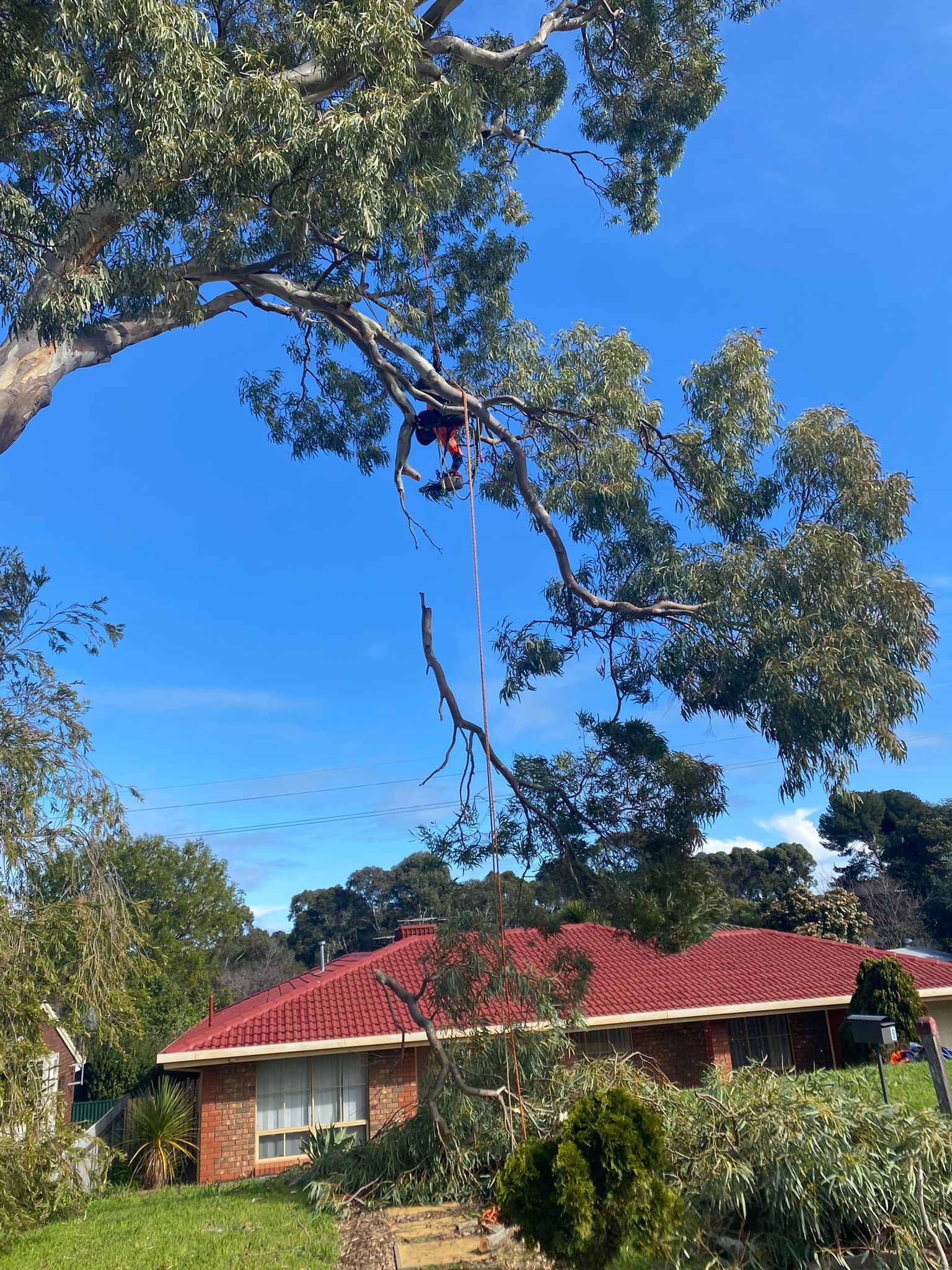 Adelaide Arborists climber roped high in a large native gum tree