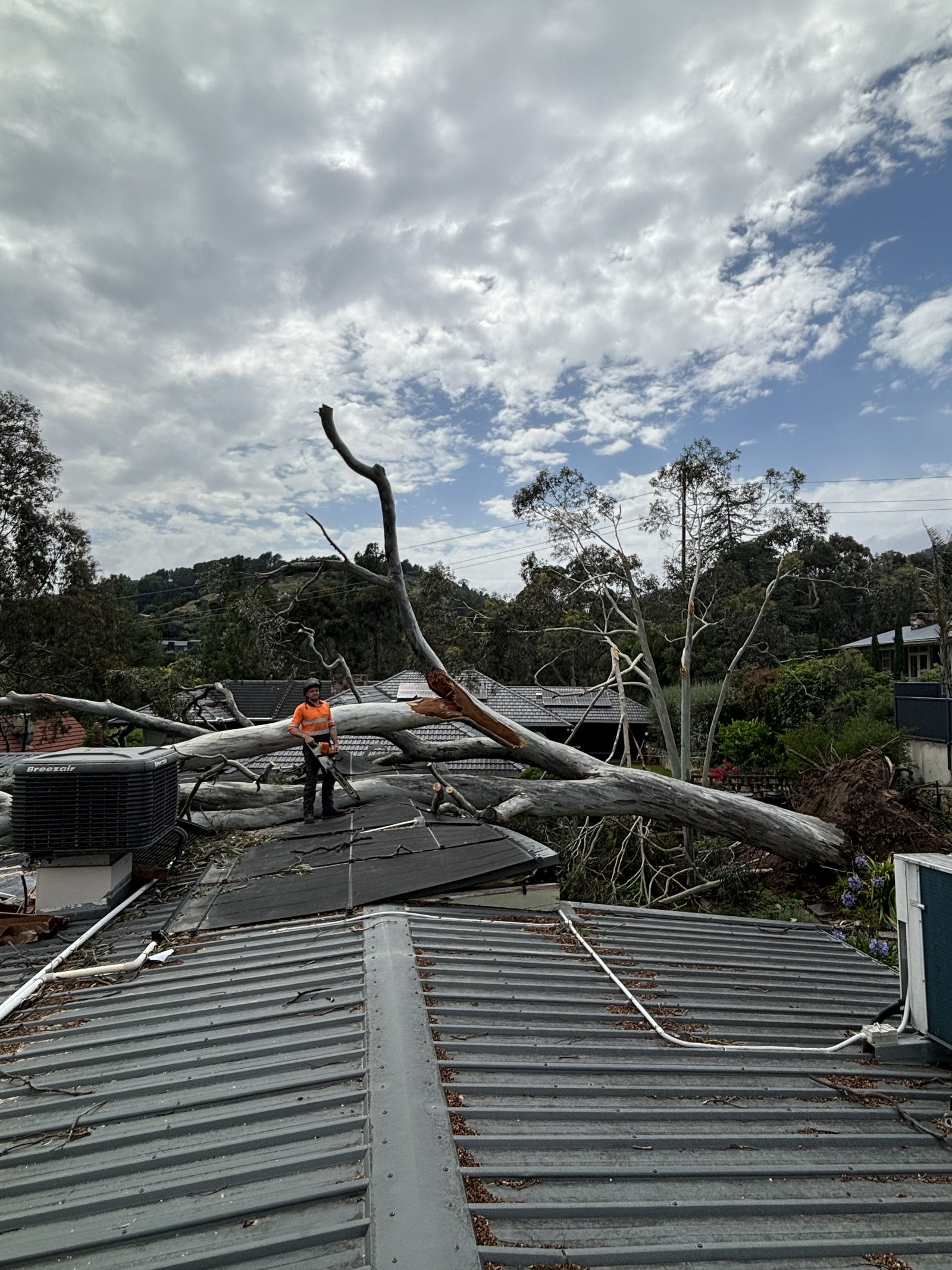 Adelaide Arborists working on a large tree
